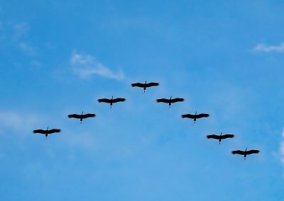 Seminar: Kollegiale Führung